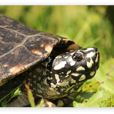 Activité: Entrée au village des tortues A Cuppulatta à Vero